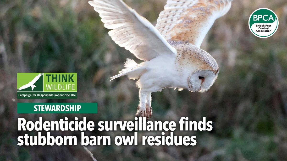 CRRU Rodenticide surveillance finds stubborn barn owl residues